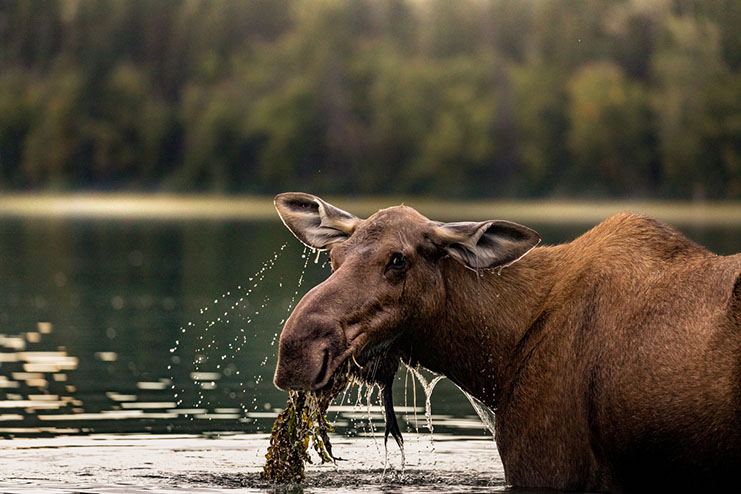 moose